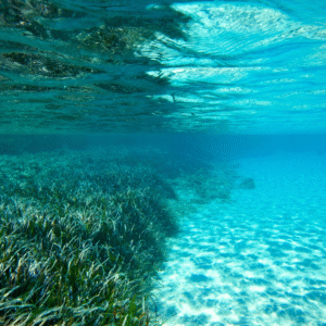 Untitled design (56)